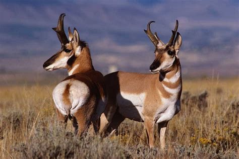 Who else would love to be able to hunt Pronghorn in cotw? : r/theHunter