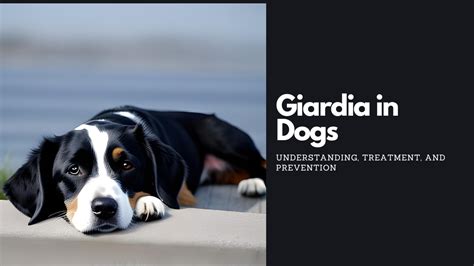 Giardia in Dogs: Understanding, Treatment, and Prevention - OhMyDog.Rocks