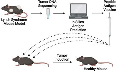 On The Development Of A Neoantigen Vaccine For The Prevention Of Lynch