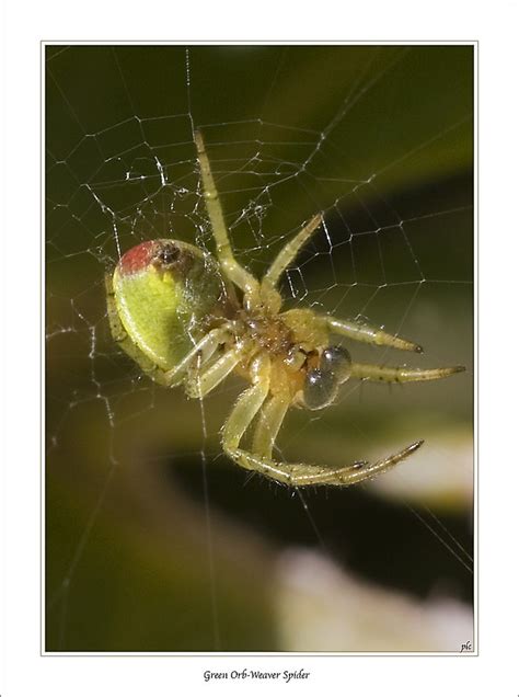 Green Orb-Weaver Spider by PLCimagery | ePHOTOzine