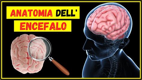 Anatomia Dell Encefalo Cervello Umano Fatto E Come Si