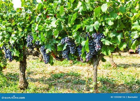 Planta Roja Francesa De Las Uvas De Vino De Aoc Nueva Cosecha De La