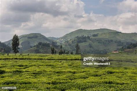 Rwanda Virunga Mountains Photos and Premium High Res Pictures - Getty ...