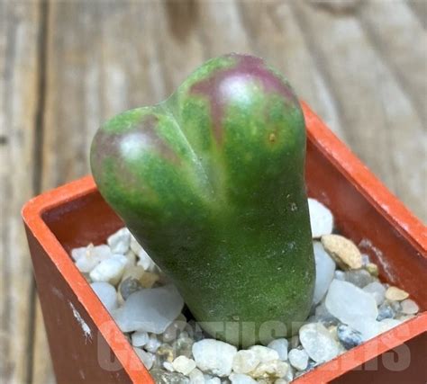 SHPR14604 Conophytum maughanii x uviforme Кактус онлайн