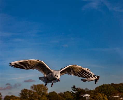 Gull Flying Bird - Free photo on Pixabay