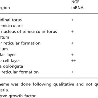 Ngf Mrna In Whole Mount Brain Of Adult Zebrafish Ngf Mrna Distribution