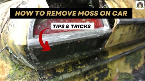 How To Remove Moss On Car How To Remove Moss On Car Youtube