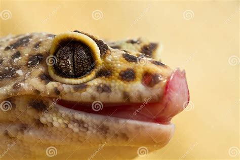 Leopard Gecko Stock Image Image Of Sand Primitive Wildlife 21595149