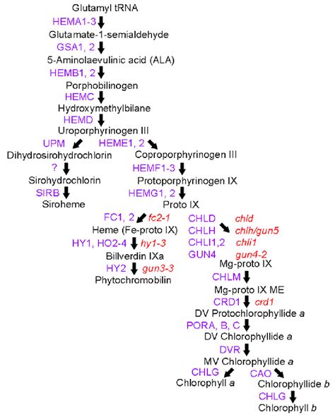 Tetrapyrrole Biosynthesis Pathway The Tetrapyrrole Biosynthesis Download Scientific Diagram