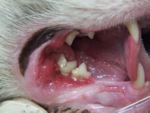 What is Stomatitis in Cats? | The Vet Dentists