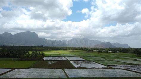 Rice Farming Paddy Field In Kanyakumari District Tamil Nadu India