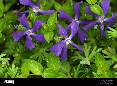 20+ Blue Ground Cover Plants | SamanthaGeorgie