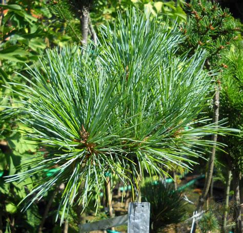Сосна корейская Ла Лао Янг (Pinus koraiensis La Lao Yang) купить ...