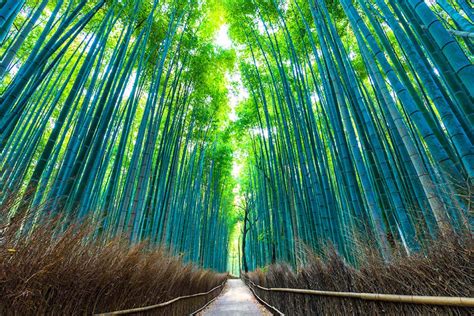 嵯峨野竹林｜京都觀光·嵐山之旅