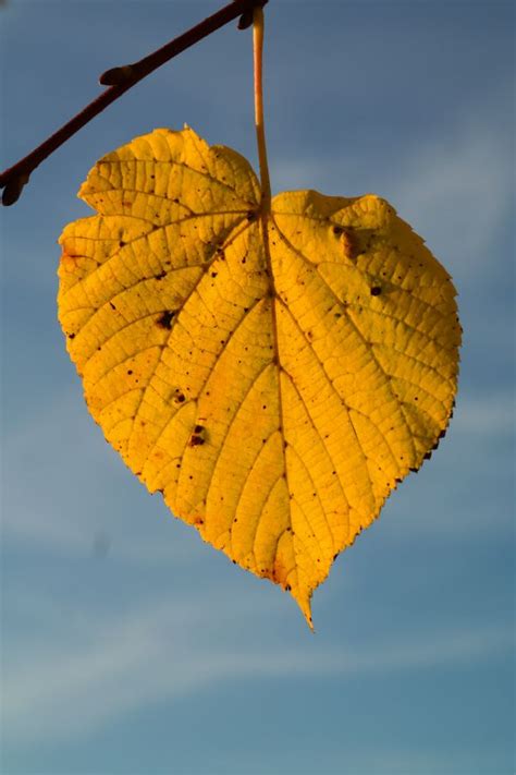 Free Images Branch Sunlight Flower Food Autumn Yellow Season