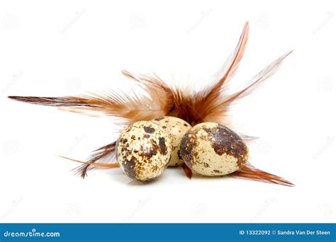 Some eggs from peewit bird stock photo. Image of bird - 13322092