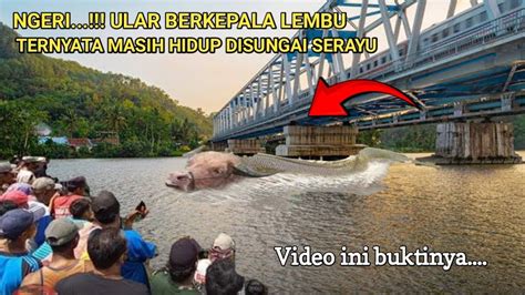 Ngeri Ular Lembu Masih Hidup Di Sungai Serayu Jawa Tengah Video Ini