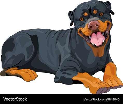 Rottweiler Royalty Free Vector Image Vectorstock