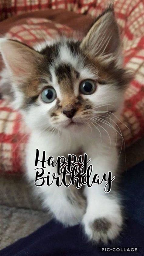 Birthday Wishes With Cats