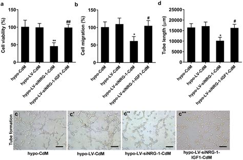 Hypoxia Pretreatment Of Bm Mscs Induces The Proliferation Migration