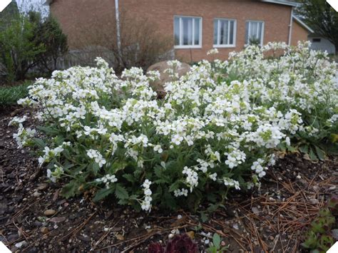 Arabis caucasica syn. A. alpina subsp. caucasica Alpine Rock Cress