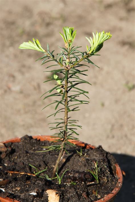 Abies grandis | North Carolina Extension Gardener Plant Toolbox