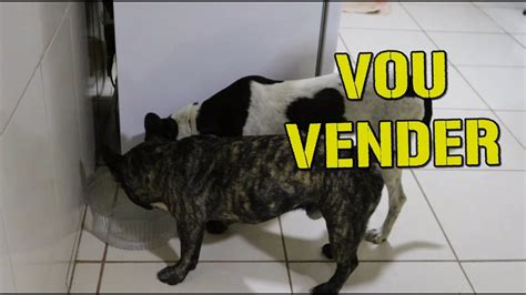 venda de cachorro preço imperdível YouTube