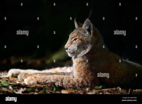 Eurasian Lynx Or Northern Lynx Lynx Lynx Lying In A Sunny Spot Poing