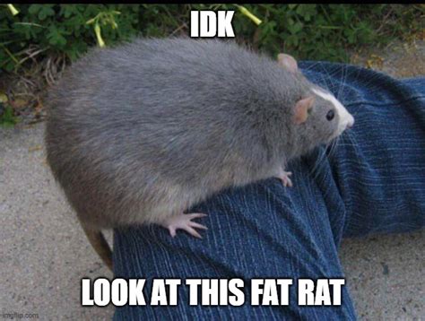 fat rat - Imgflip