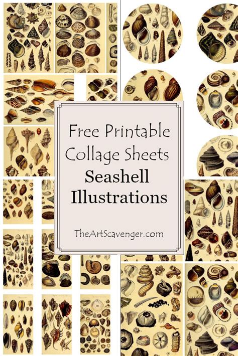 The Free Printable Collage Sheets For Seashell Illustrations