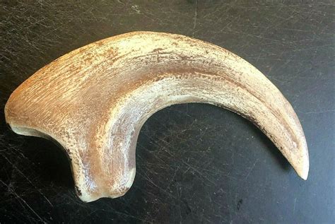 9 Inch Raptor Claw Jurassic Dinosaur Fossil Bone Replica Talon Relic