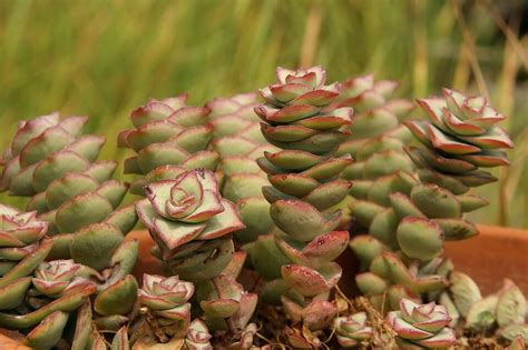 Crassula Come Coltivarla E Quali Varietà Sono Da Conoscere