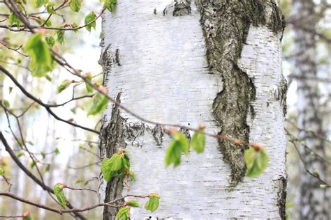 Árvores De Vidoeiro Branco Bonitas Na Mola Na Floresta Foto de Stock