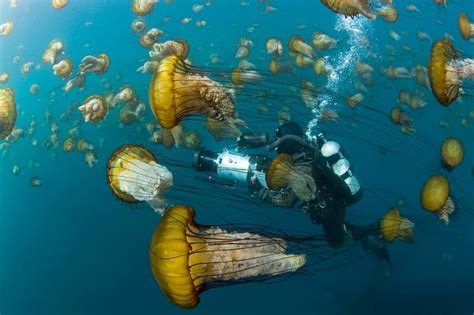 Jellyfish Takeover? Marine Species Thriving As Dominant Predators | HuffPost Impact