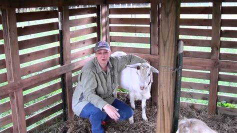 Raising & Caring for Our Dairy Goats | Raising goats, Dairy goats, Goats