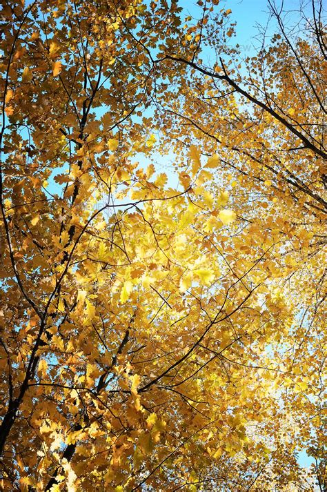 autumn oak tree 7