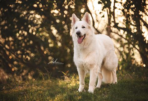 Weisser Schweizer Schäferhund Berger blanc suisse swiss white