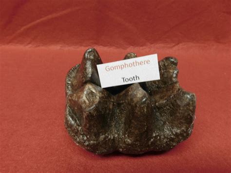 Gomphothere Tooth Fossil Very Nice - Fossils & Artifacts for Sale ...