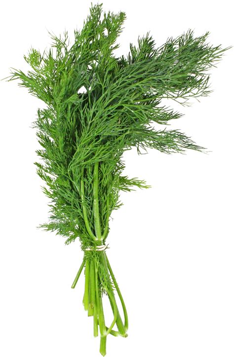 Fresh Dill Shop Herbs At H E B