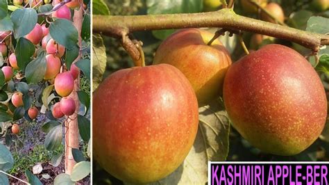 Kashmiri Apple Ber Farming Call 9153264042 9083905554 YouTube