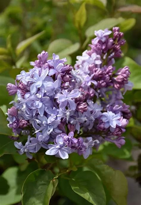 Nadezhda Lilac Shrubs For Sale Online The Tree Center