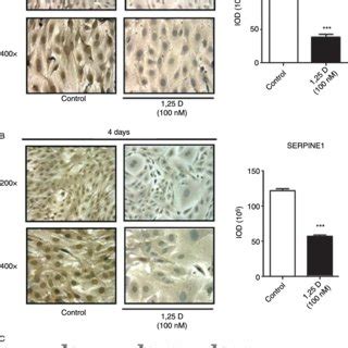 Transcriptional Upregulation Of Mrna Vdr Upon Incubation With D In