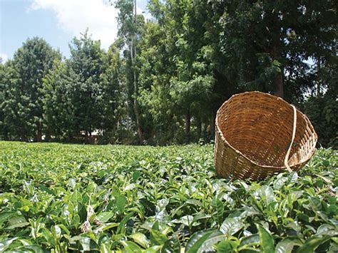 Brewing for change | Feature | Research Live