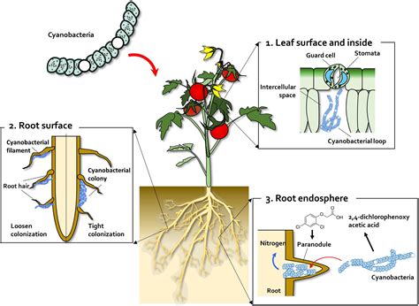 Non Flowering Plants Algae