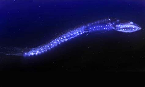 Black Dragonfish Bioluminescence