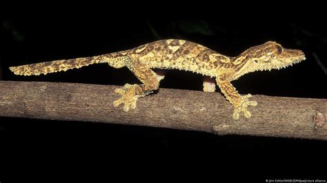 Madagascar: Leaf-tailed gecko confirmed 'previously unknown' – DW – 08 ...