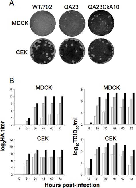 Plaque Morphology And Growth Kinetics Of H N Viruses In Mdck And Cek