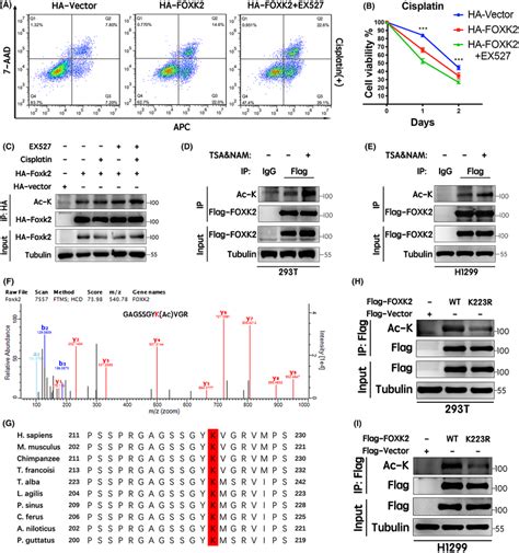 Sirt Inhibition Increased Foxk Induced Chemosensitivity To Cisplatin