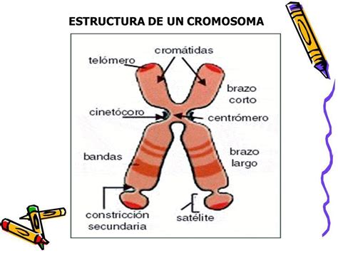 Cromosomas Dibujo