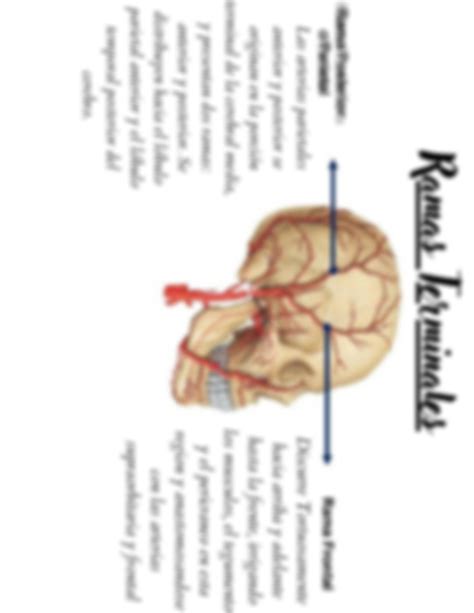 SOLUTION: Arteria temporal superficial origen trayecto terminacion y sus ramas colaterales y